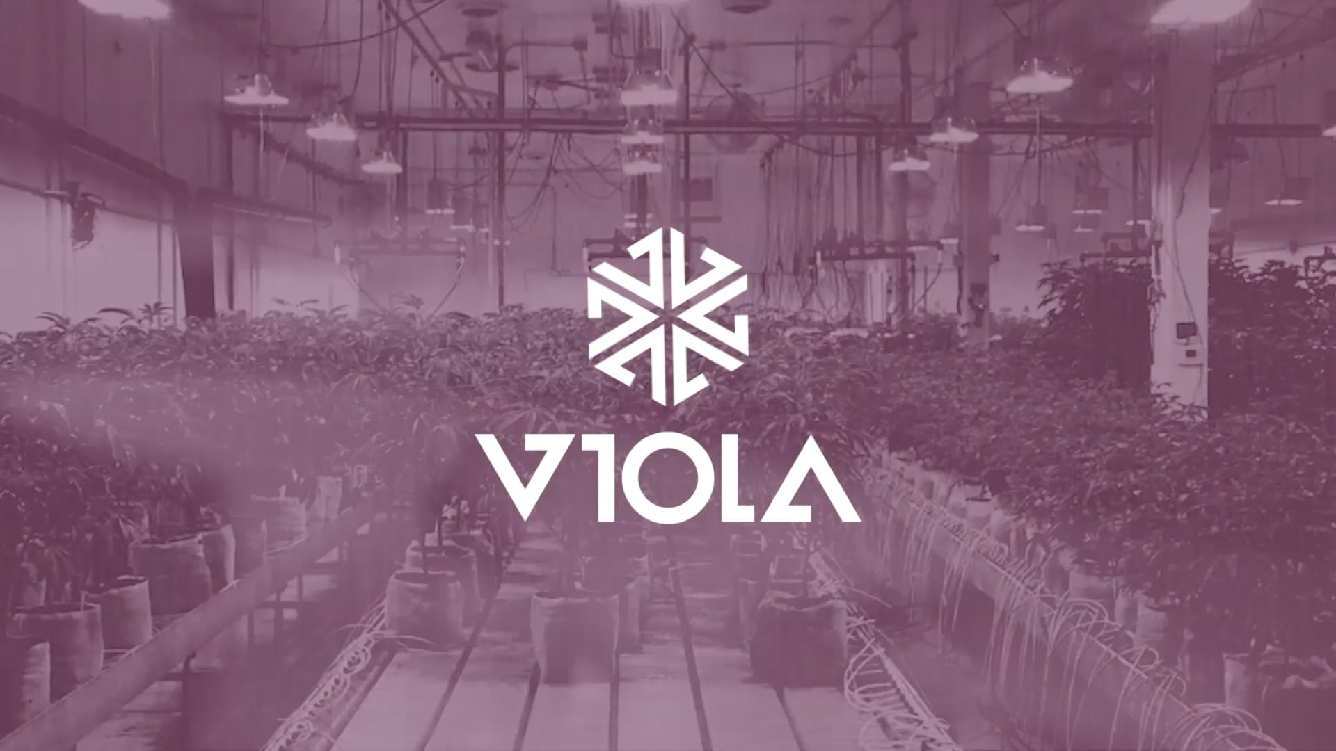 VISUAL DISPLAY | VIOLA