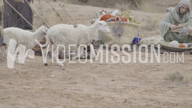 Abraham – Abrams Camp – 026