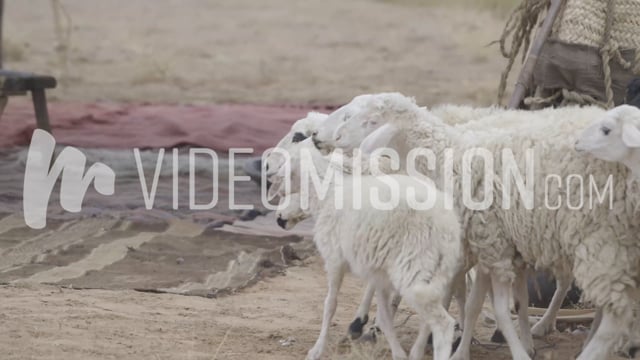 Abraham – Abrams Camp – 024