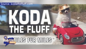 Koda The Fluff