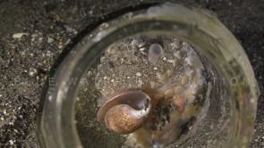 0191_Coconut octopus in jar close up