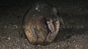 0739_Coconut octopus bottom glass jar