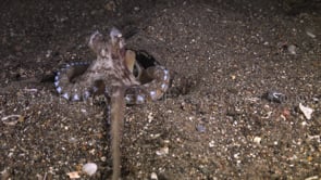 0747_Coconut octopus searching food and feeding
