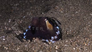 0844_Coconut octopus changing color slow motion