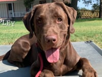 Labrador - Ripley
