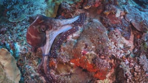 The Living Ocean: Coral Reefs