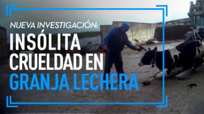 Crueldad hacia las vacas en una granja lechera de Gales | El verdadero costo de la leche