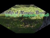 Vimeo channel thumbnail