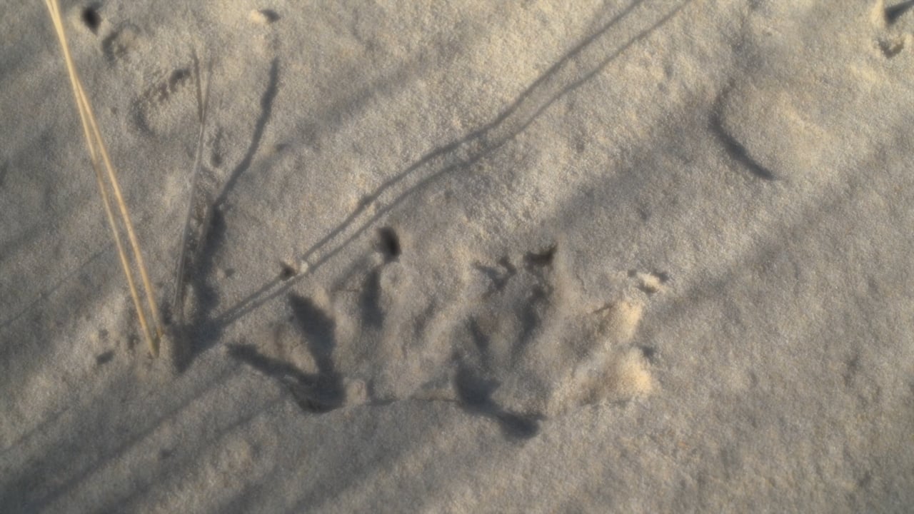 Interview With a Sand Dune, a video by Catherine Gough-Brady 