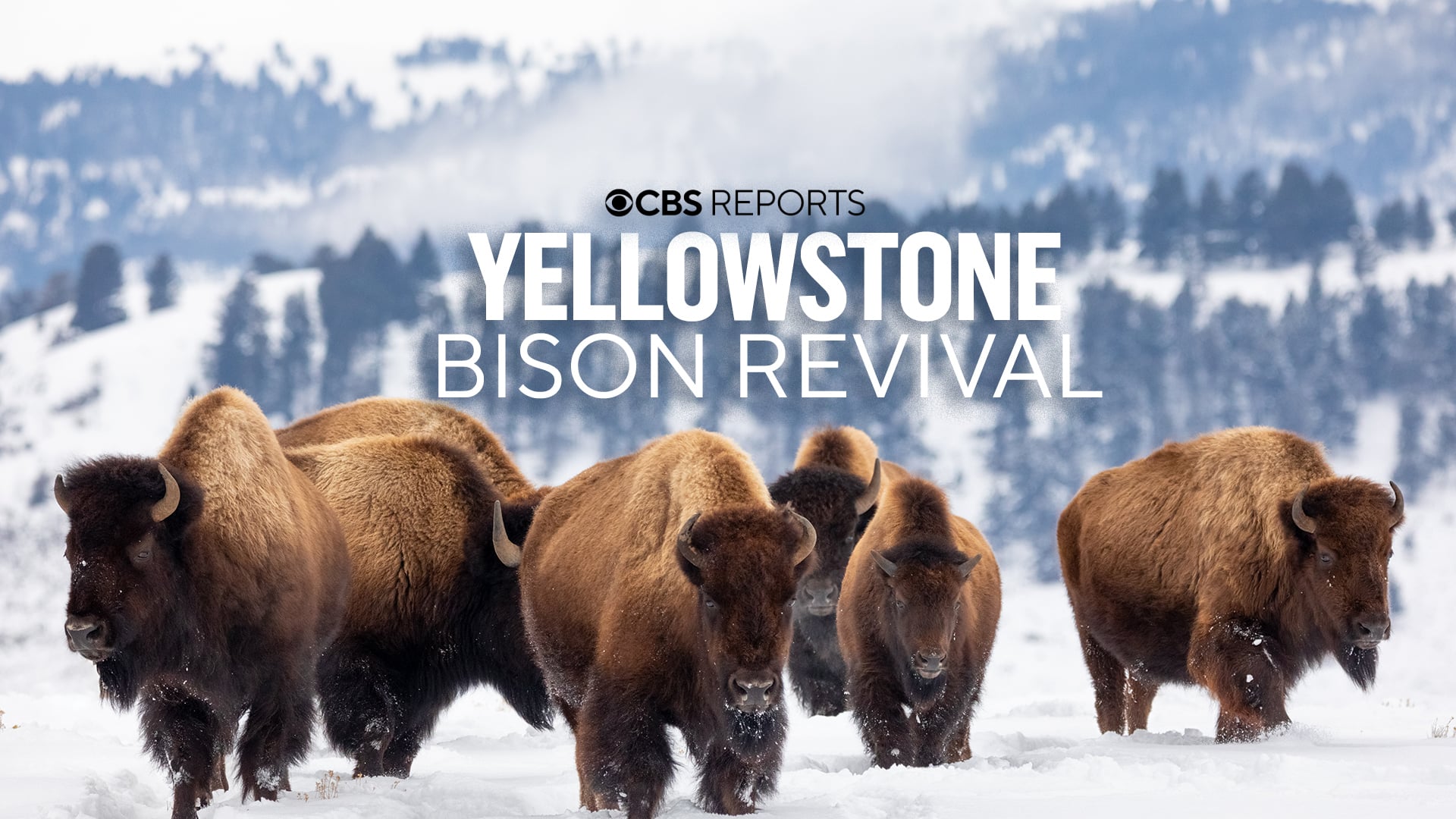 Yellowstone Bison Revival