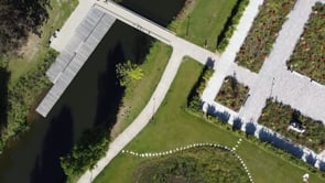 Polyfern - Kasteelpark Nijenborgh Weert