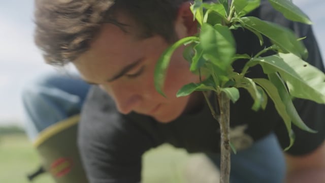 Fruit Production SAE