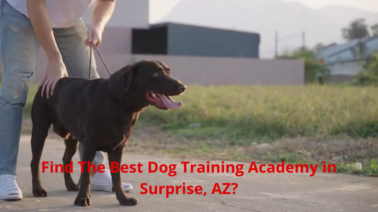 WizeDogs Labradors and Positive Dog Training Academy in Surprise, AZ on ...