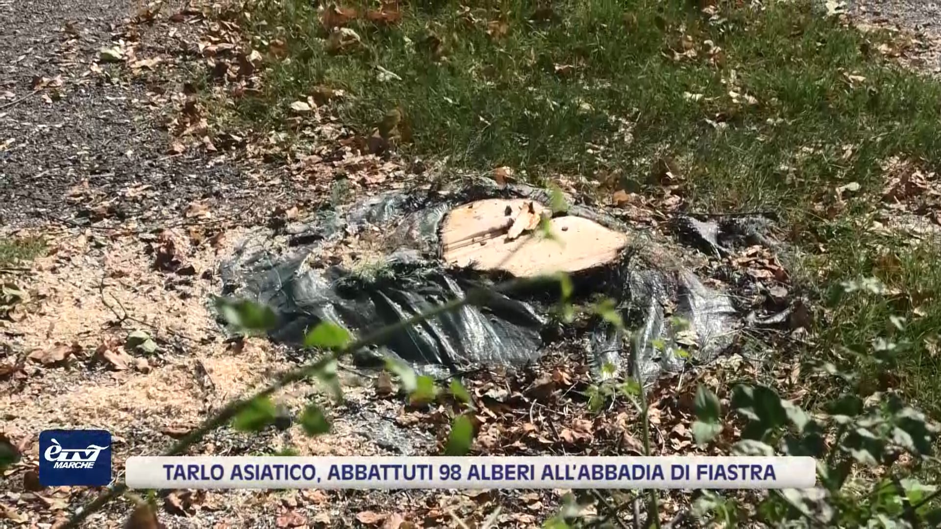 Tarlo Asiatico, abbattuti 98 alberi all’Abbadia di Fiastra - VIDEO