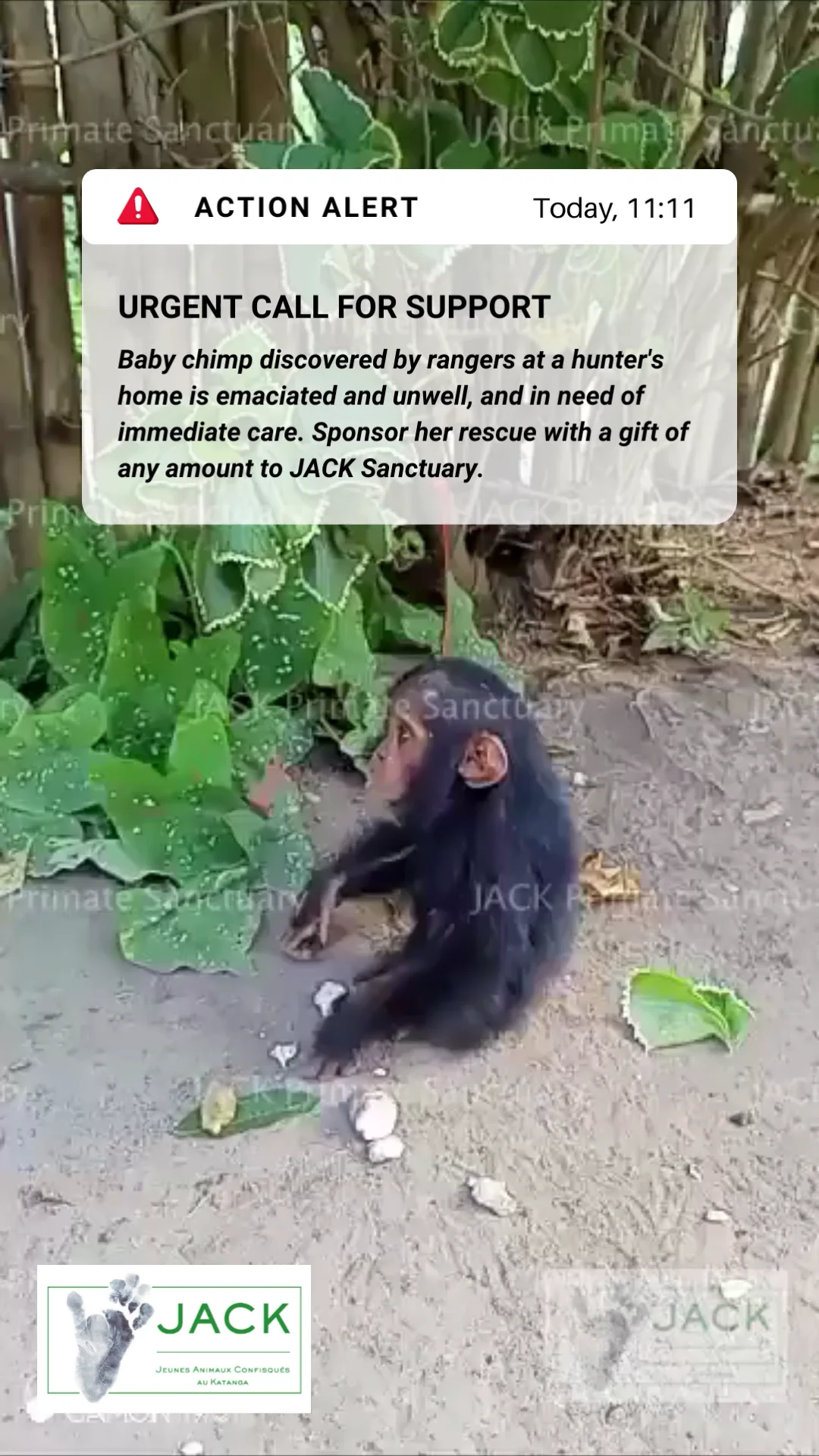 Action Alert - August 25 2023 - Baby Chimp-2 on Vimeo