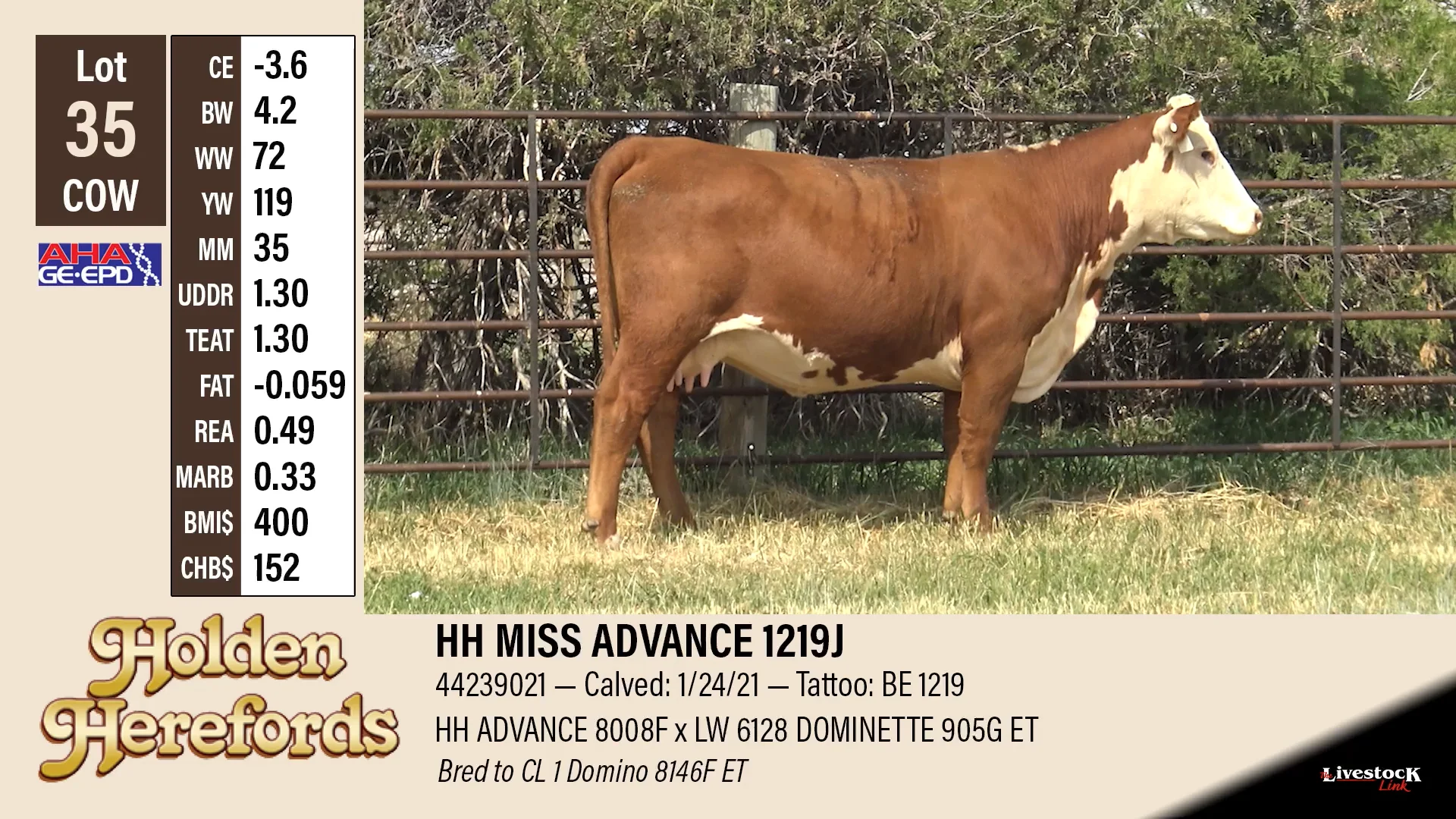 Holden Herefords Female Sale Lot 35 on Vimeo