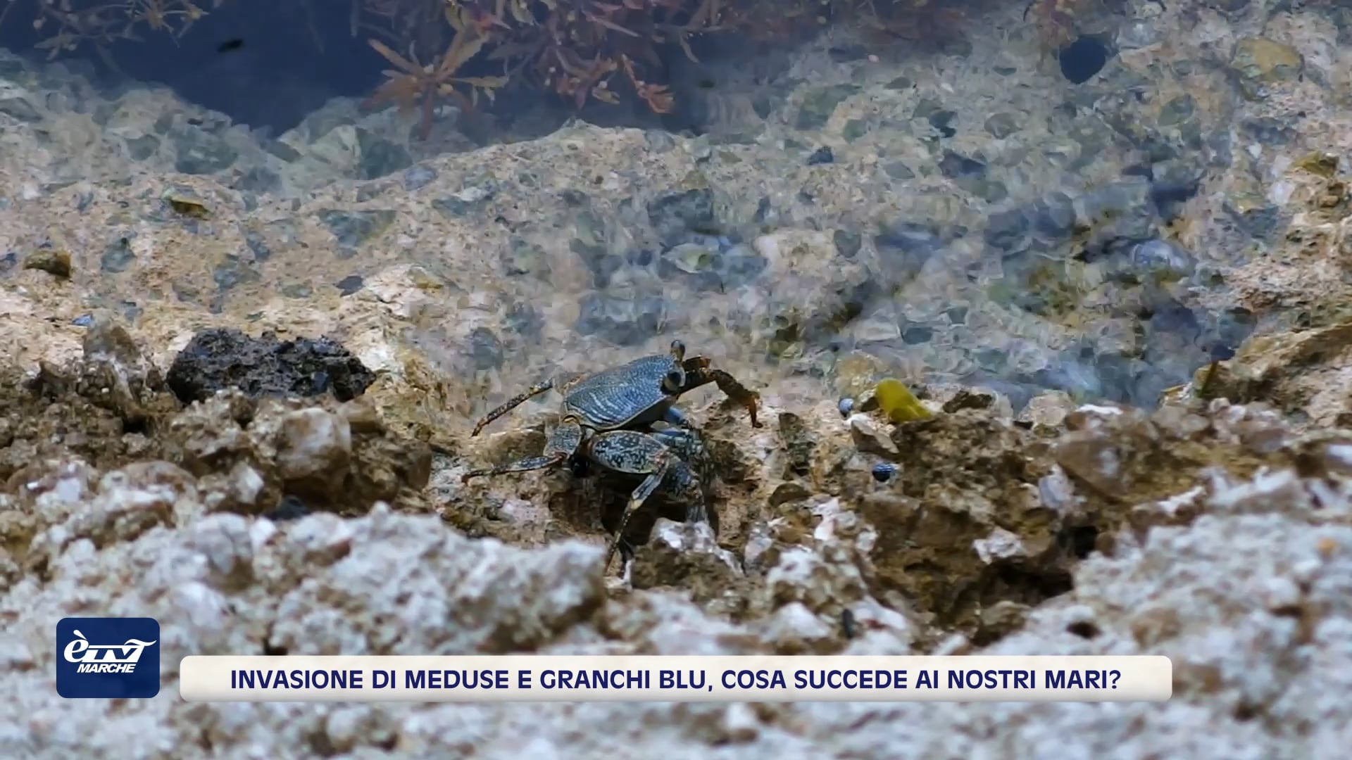 Invasione di meduse e granchi blu, cosa succede ai nostri mari? - VIDEO 