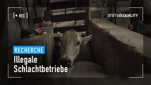 Animal Equality enthüllt Zustände in illegalem Schlachthaus in Brasilien
