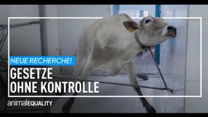 Recherche: Tierquälerei in brasilianischen Schlachthäusern
