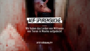 Recherche: Das Leid von Tieren in mehr als 30 Schlachthöfen