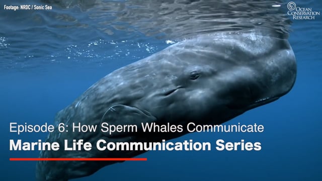 Marine Life Communication Series On Vimeo