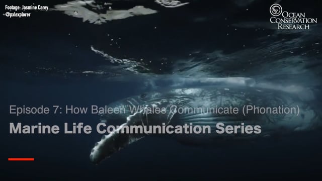 Marine Life Communication Series On Vimeo