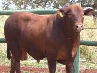 Lote 44