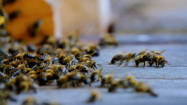Пчелы вентилируют улей | Пасека Романа Ильинова | Дзен
