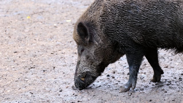 Wild Boar Pig Park Free Stock Video - Pixabay