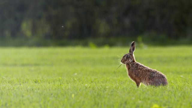 Rabbit Videos: Download 88+ Free 4K & HD Stock Footage Clips - Pixabay