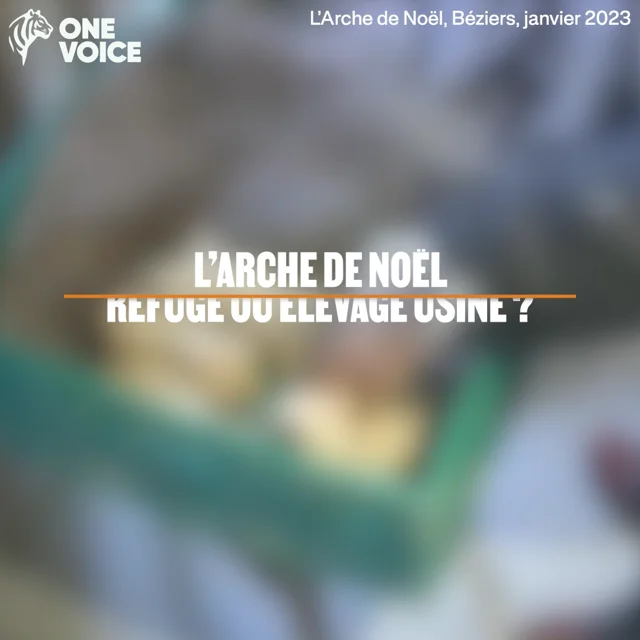 L Arche de No l une activit d levage pratiqu e de mani re ill gale et en toute connaissance de cause