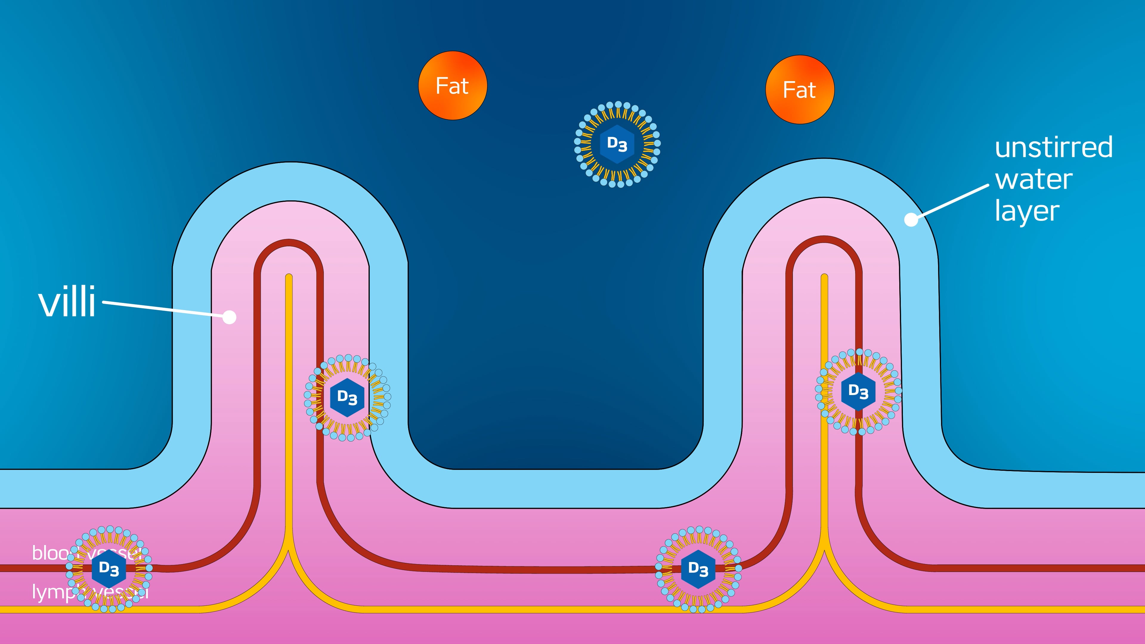 The Impact of Micellization on Nutrient Absorption - PV