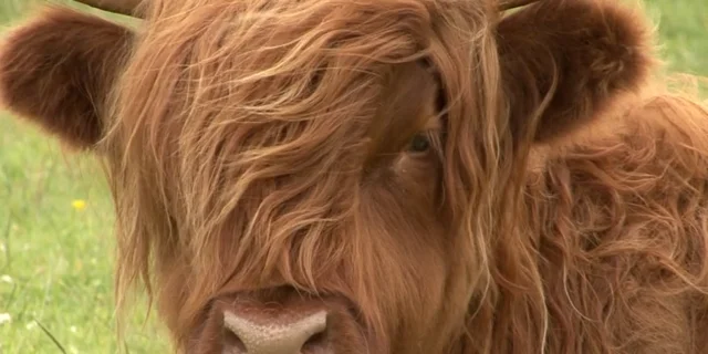 Breed Profile: Highland Cows