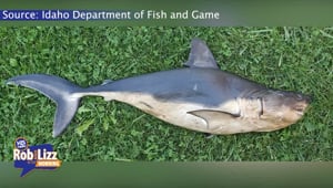 Shark Found in Idaho River