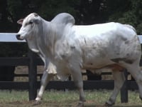 Lote 09