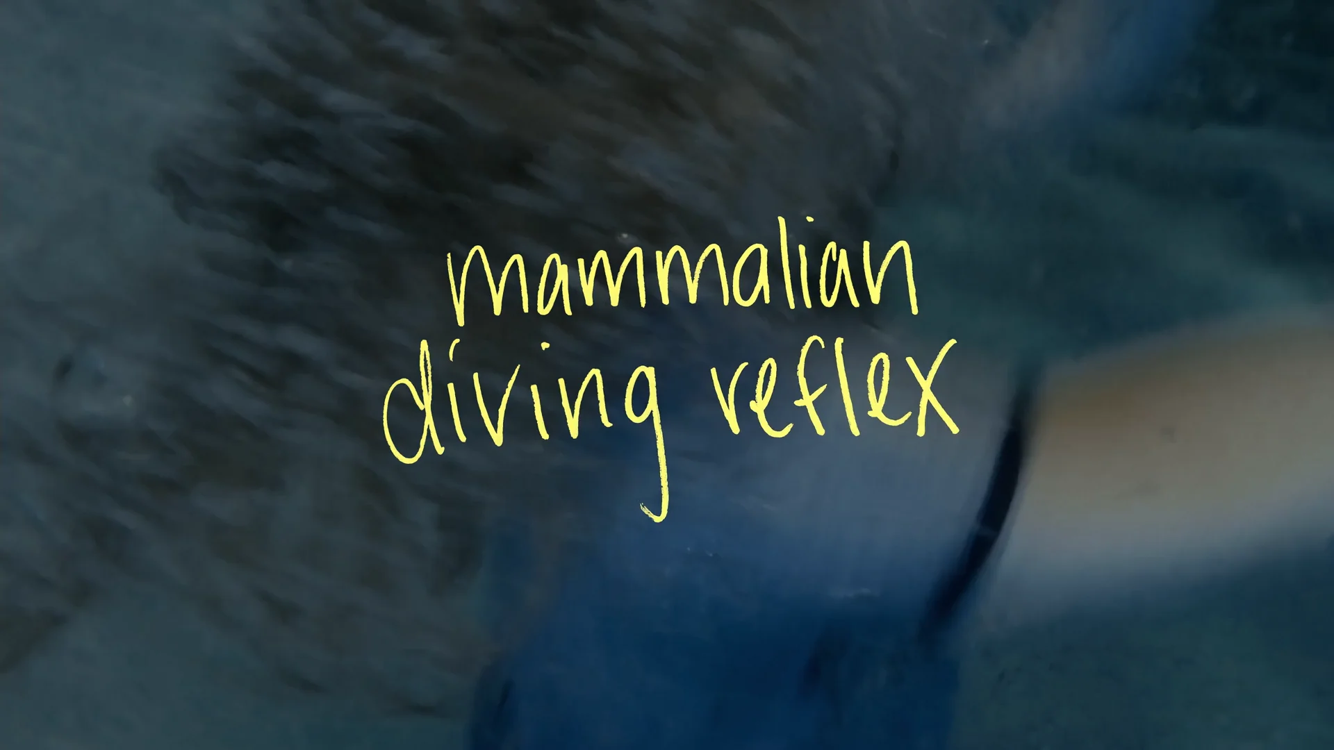 MAMMALIAN DIVING REFLEX
