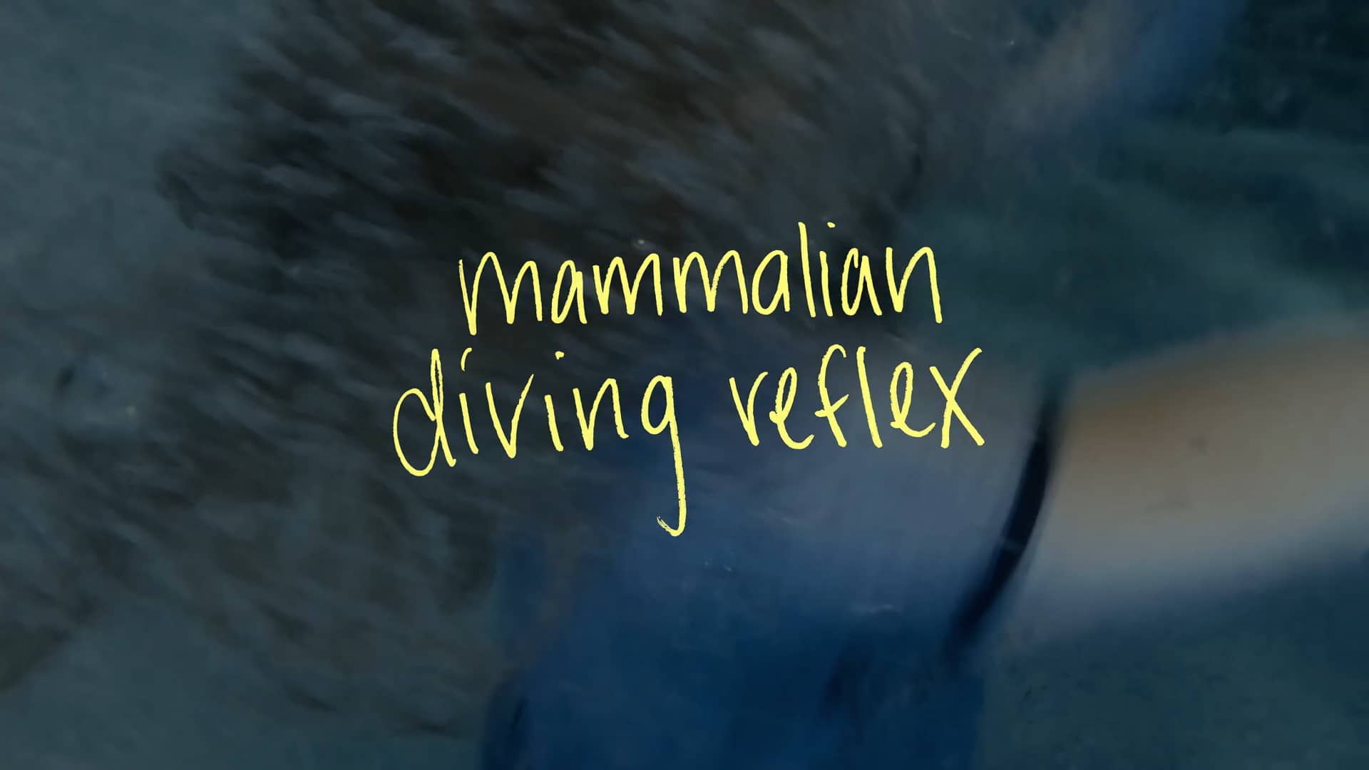 MAMMALIAN DIVING REFLEX on Vimeo