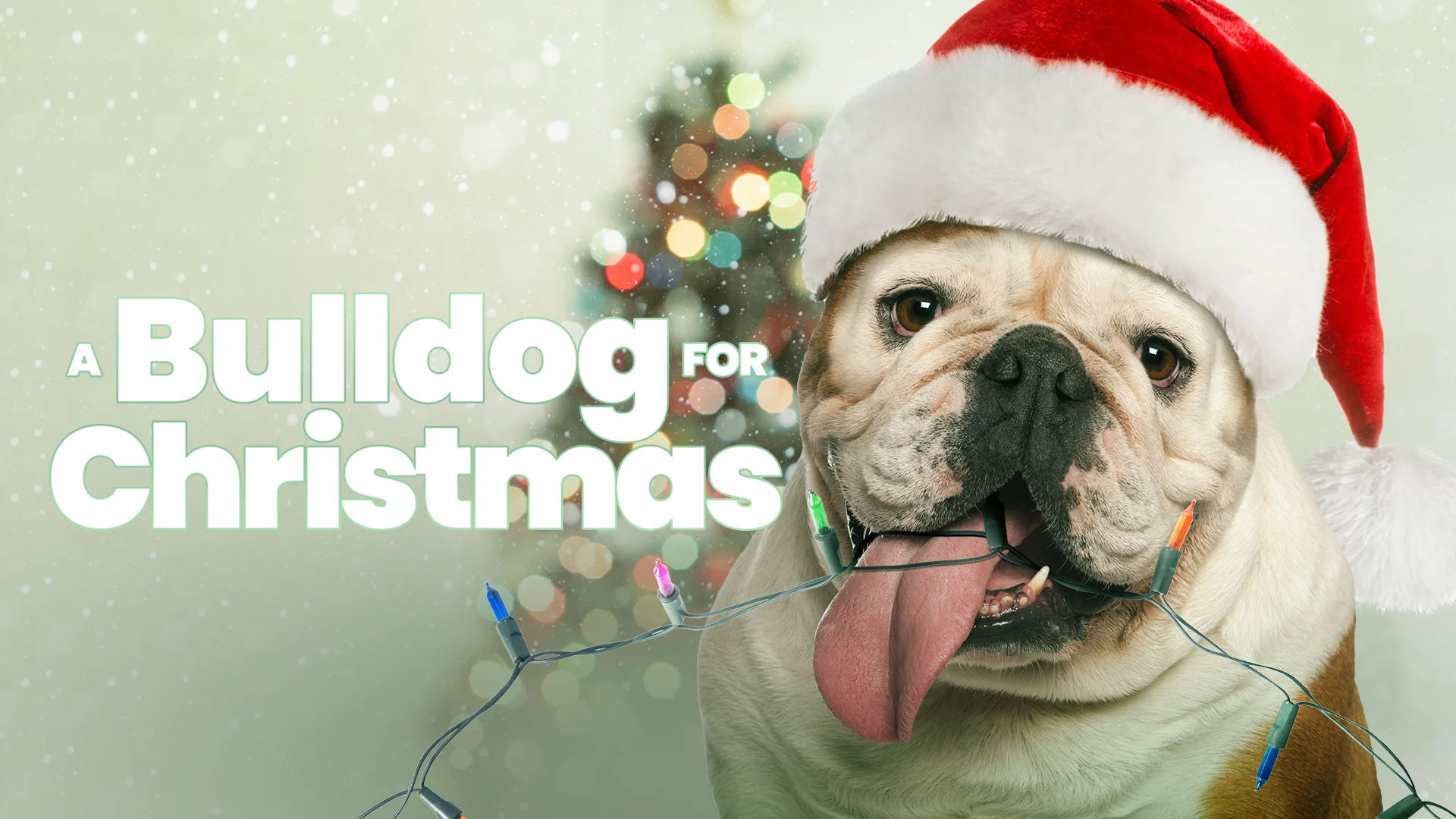 Merry 2024 christmas bulldog