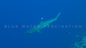 0345_whitetip reef shark passing camera