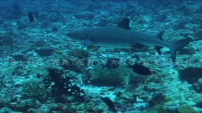 1574_Whitetip reef shark swimming over coral reef close up