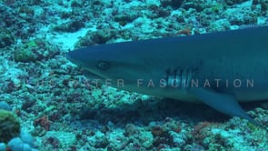 1576_whitetip reef shark resting on coral reef close up
