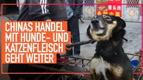 Freunde ohne Stimme – Tierquälerei im Hunde- und Katzenfleischhandel