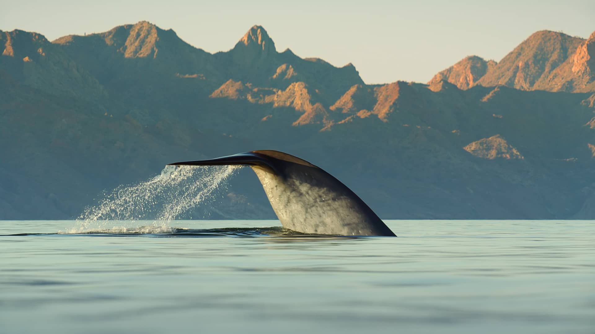 Blue Whales: Return of the Giants 3D Trailer on Vimeo