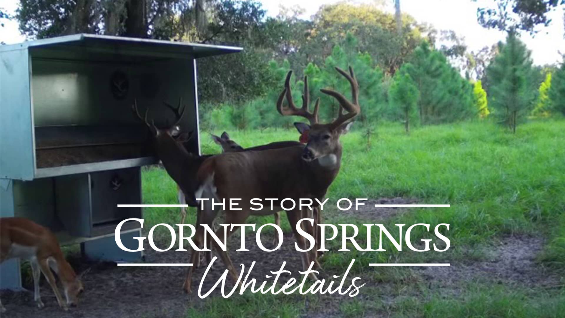 The Story of Gornto Springs Whitetails on Vimeo