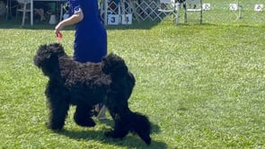 Black Russian Terrier Dog Show - Dorchester Ontario - Saturday August 26th 2023