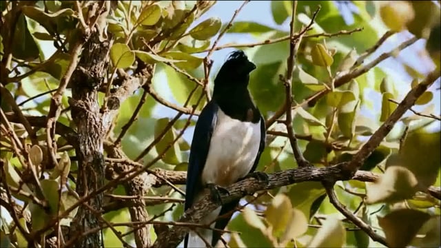 Rook Bird Fauna Free Stock Video - Pixabay