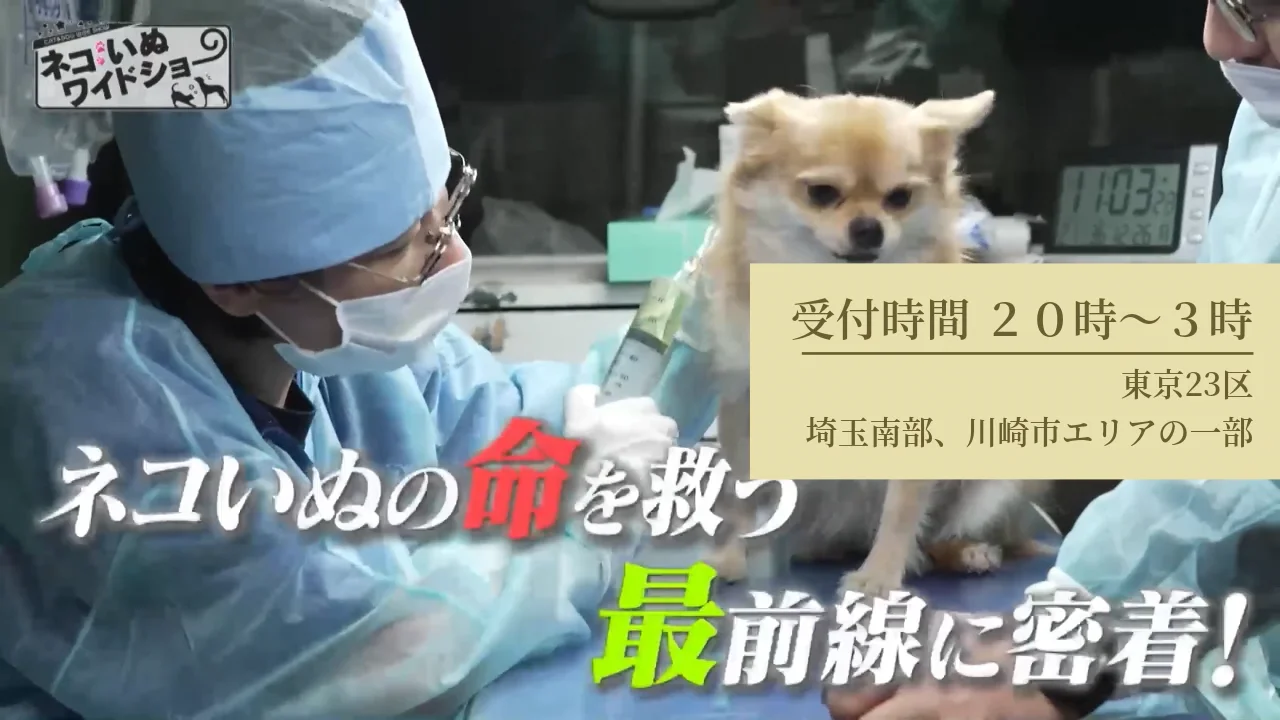 夜間動物救急】F＆S 動物救急 | ペットの為の救急車（By塩田