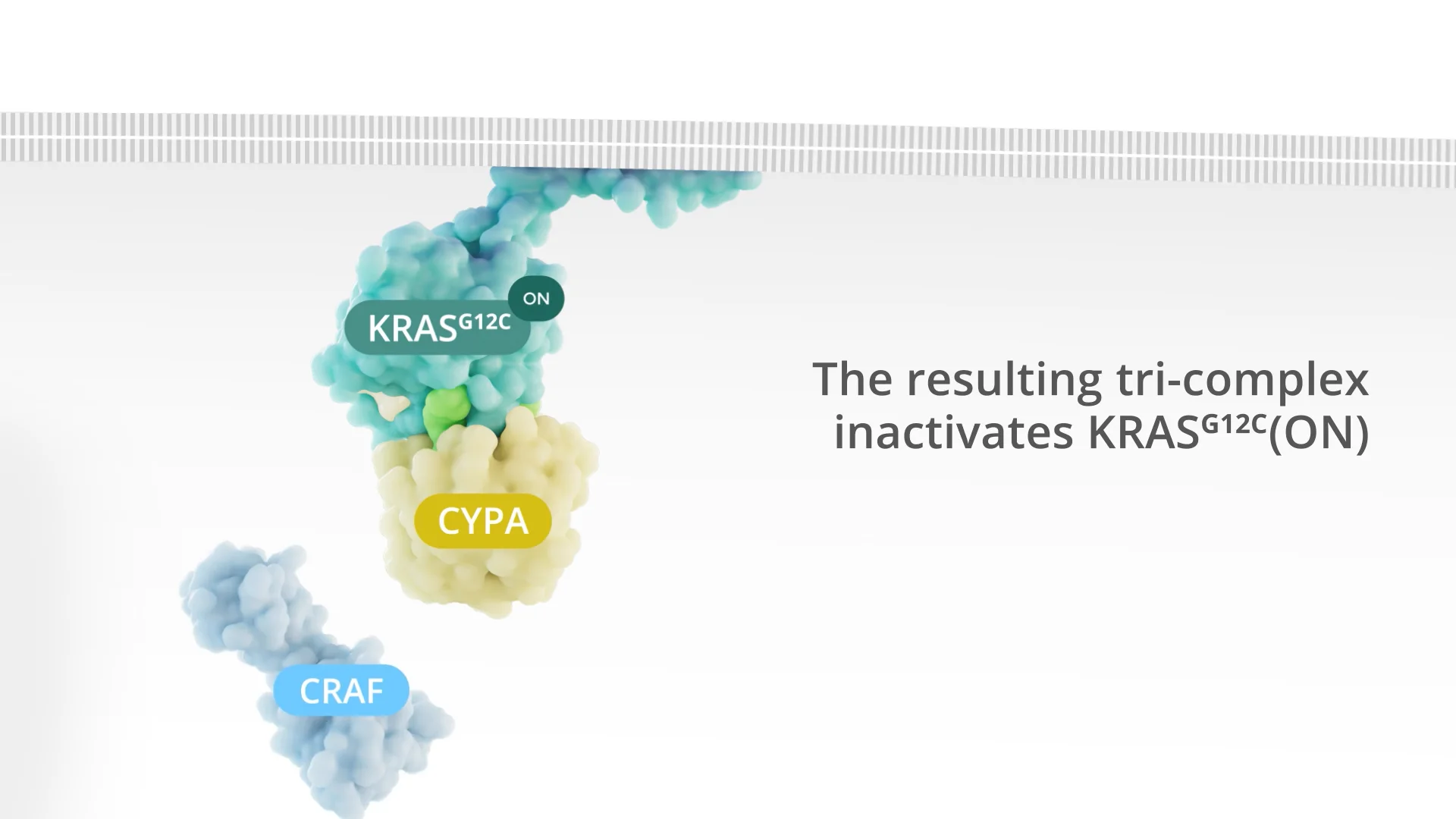 Revolution Medicines KRAS pathway animation on Vimeo