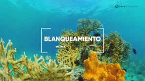 por-que-se-blanquean-los-corales.mp4
