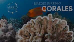 en-que-afecta-el-blanqueamiento-a-los-corales.mp4